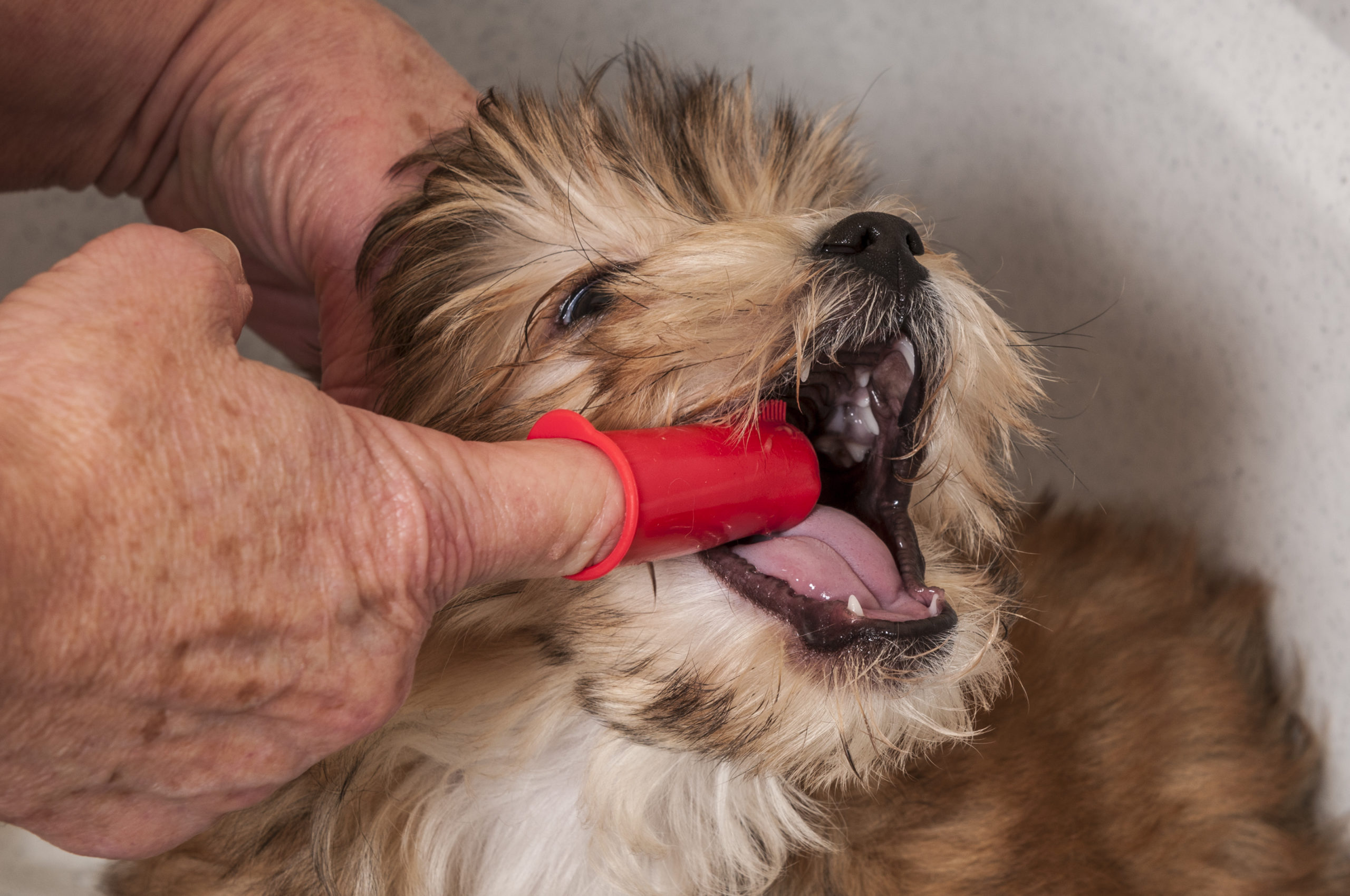 Чистка зубов собакам отзывы. Зубы Йоркширский терьер. Йоркширский терьерубы.