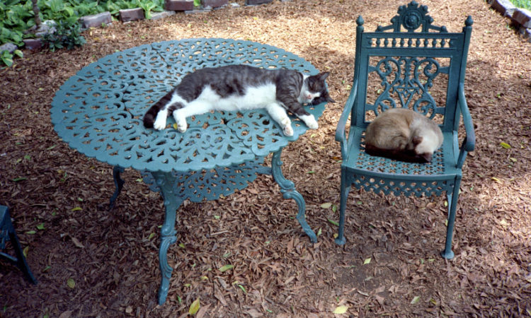 Cats lying on outdoor furniture